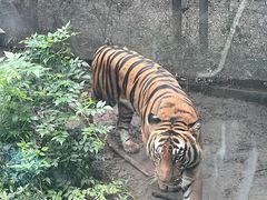-成都动物园