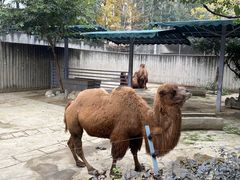 -成都动物园