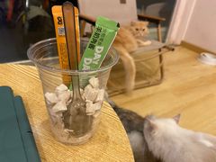 -猫咪派对(江南西店)