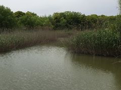 -吴淞炮台湾湿地森林公园烧烤区