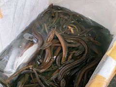 -盘龙黄鳝(盘龙居店)