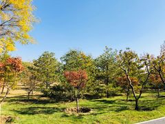 -大兴滨河森林公园