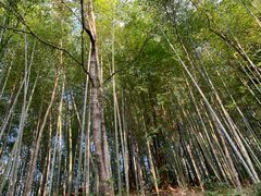 -广州市石门国家森林公园