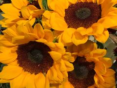 -植物学家的女儿(北马道巷店)