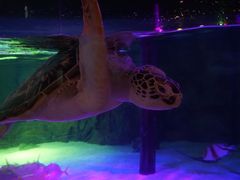 -暹罗海洋世界