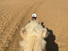 -银肯塔拉沙漠生态旅游景区