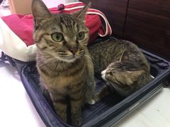 -康乐宝动物医院