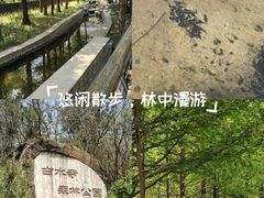-白水寺森林公园
