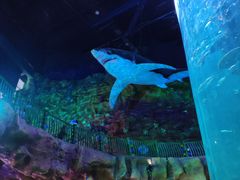 -青岛嘉年华主题乐园