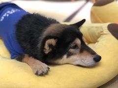 -逗柴咖啡屋·狗咖猫咖宠物桌游