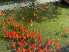 -麒麟小院·老九江菜(安平路店)