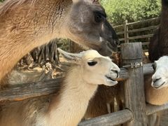 -鄂尔多斯野生动物园