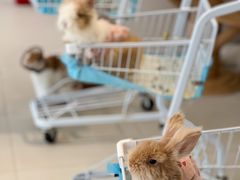 -怪兽屋·羊驼·猫咖·狗咖(俊华广场店)