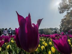 -上海鲜花港