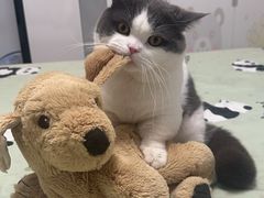 -欣宠猫屋·矮脚拿破仑·蓝金金渐层