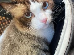 -瑞派康怡24h宠物医院·犬猫医疗中心·微创绝育(瑞景分院)