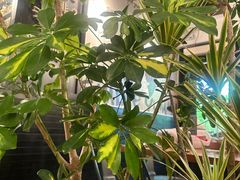 -Simple Yummy简单美味(上邦百汇城店)