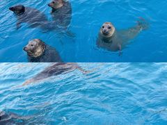 -海合安天津极地海洋公园