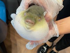 -肆月河豚·新淮扬(金融街店)