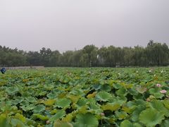 -石家庄市植物园
