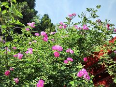 -元大都城垣遗址公园