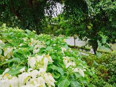 -深圳湾公园(南山区)