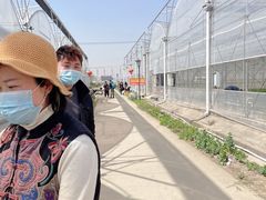 -喜杨洋草莓采摘园