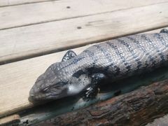 -石家庄市动物园