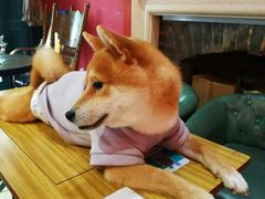 -猫色咖啡·猫咖