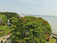 -大湾区中央湿地公园