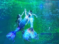 -海合安成都极地海洋公园