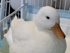 -怪兽屋·羊驼·猫咖·狗咖(俊华广场店)