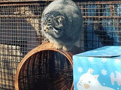 -青藏高原野生动物园