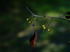 -白鹭湾湿地公园