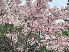 -深圳国际园林花卉博览园