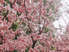 -上海滨江森林公园