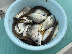 -鑫艋游艇海钓俱乐部