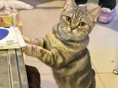 -平行世界·猫咖(首经贸店)