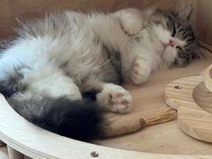 -欣宠猫屋·矮脚拿破仑·蓝金金渐层