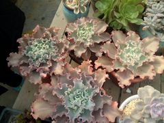 -龙大花卉苗木市场