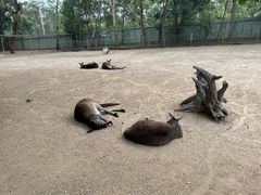 -费瑟代尔野生动物园