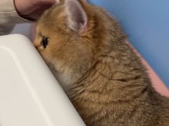 -瑞派福兴宠物医院犬猫全科·骨科·中西医结合(河东店)