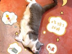 -猫猫幼稚园·撸猫·桌游·电玩