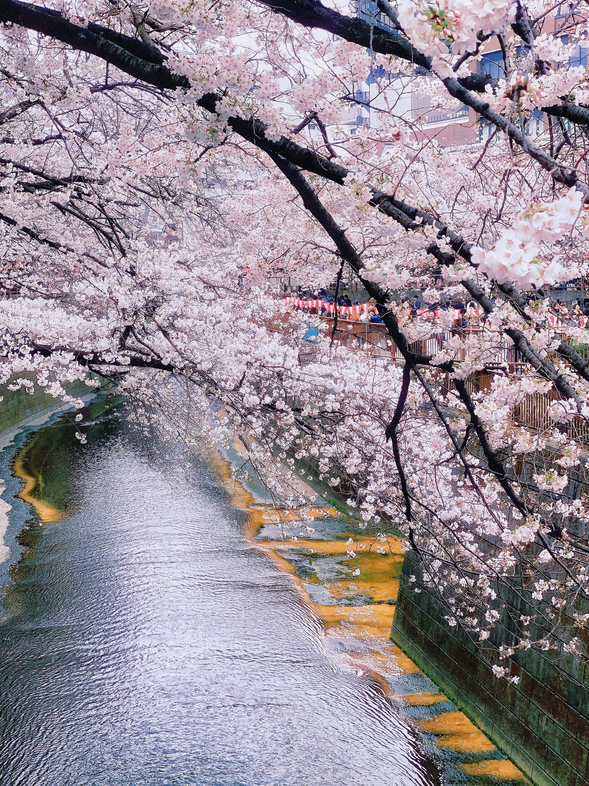 
两岸绵延4公里800株樱花树几近满开,层