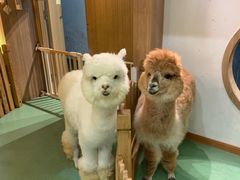 -藦茜花园宠物主题亲子互动体验馆(国顺东路店)