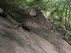 -大岭沟猕猴桃谷风景区