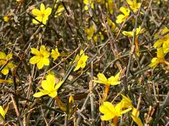 -永定河休闲森林公园