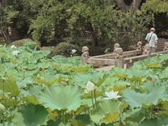 -上海醉白池公园