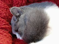 -lincat·猫舍(广州店)
