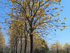 -天适樱花悠乐园